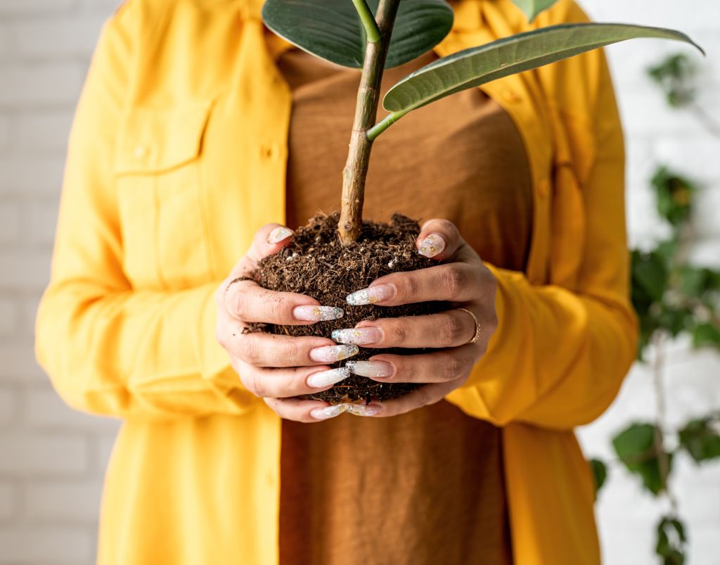 woman-gardener-transplanting-a-young-ficus-plant-i-2025-03-15-11-49-51-utc - KSDT CPA